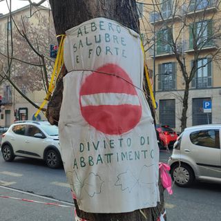 albero