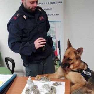 L’addestramento al parco si trasforma in “lavoro”: Alya Kira trova al parco 9 sacchetti di stupefacenti
