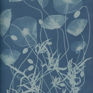 Foto di Anna Atkins