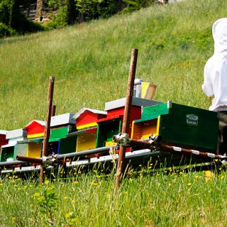 Api, miele, biodiversità al Castello di Miradolo