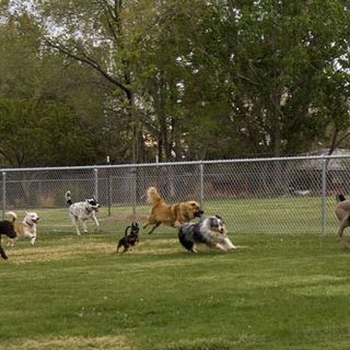 animali in un'area cani