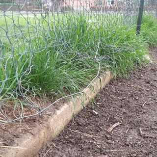 Degrado nell’area cani Salvemini. I padroni: “Gli animali rischiano incidenti, la circoscrizione intervenga”