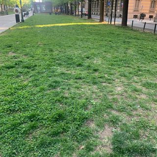 Area cani in corso Galileo Ferraris, Poggio (FdI) all'attacco: &quot;Da un anno approvata mia proposta&quot;