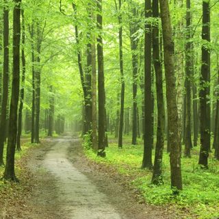 Emergenza bosco, da Torino un appello al Governo: &quot;Servono fondi e prospettiva&quot;