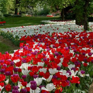Messer Tulipano: un altro weekend ricco di appuntamenti al castello di Pralormo