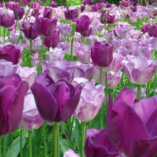 Pasqua e Pasquetta in compagnia di Messer Tulipano