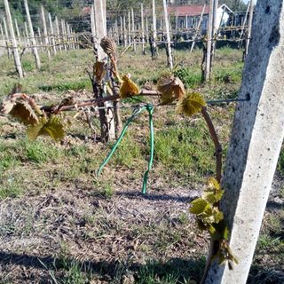 Gelata alle viti Canavese