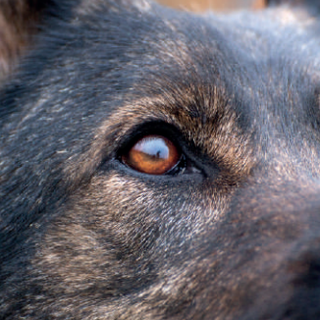 Animali d'affezione, la Regione: &quot;Necessaria una maggiore tutela&quot;