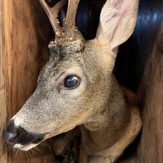 Un capriolo recuperato da un canale a Rivarolo Canavese