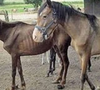 La sequenza degli zoccoli di un cavallo con la stessa ritmica della musica: lo studio condotto da Unito