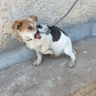 il cane Chicco