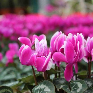 Ciclamino protagonista della terza edizione del Garden Festival d’Autunno
