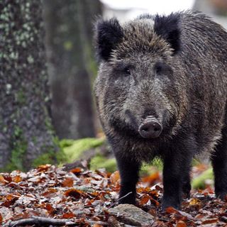 un cinghiale