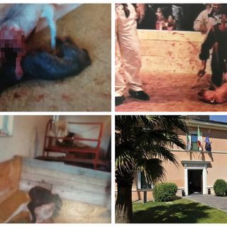 immagini di combattimenti tra cani