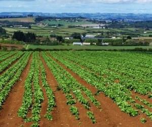 agricoltura