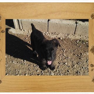 Da Rivalta a Cavour, fino a Bibiana: tanti amici a 4 zampe in cerca di una casa