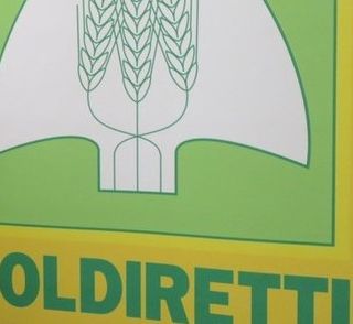 Coldiretti Piemonte: &quot;Sulla cannabis occorre fare chiarezza per tutelare le imprese&quot;