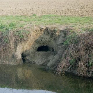 &quot;Una nutria non fa compagnia&quot;: parte la campagna della Cia a favore del piano di contenimento dei &quot;castorini&quot;