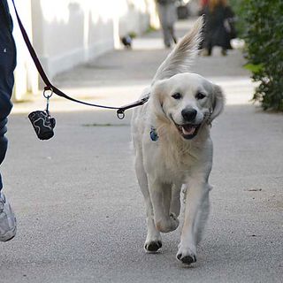&quot;Pestarla è peggio!”: a Torino al via la campagna contro l'abbandono delle deiezioni animali