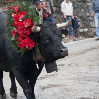 Tutto pronto per la XIV edizione della Desnalpà, la festa della discesa delle mandrie dagli alpeggi