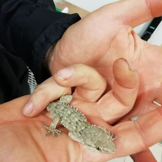 Sul balcone di una casa a Torino recuperato e salvato un piccolo drago barbuto