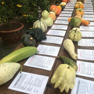 Prodotti dell'orto in esposizione