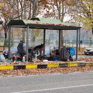 Da due anni viveva alla fermata del tram con 5 cani: senzatetto accetta le cure del Comune
