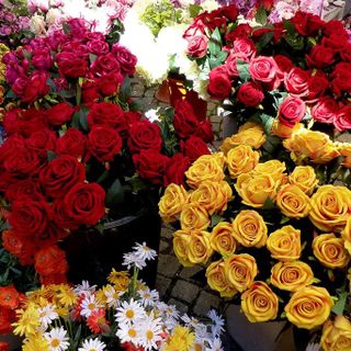 Oulx si tinge di giallo: torna la Festa del Maggiociondolo