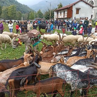 Licenziata la proposta di legge regionale su alpeggi e transumanza