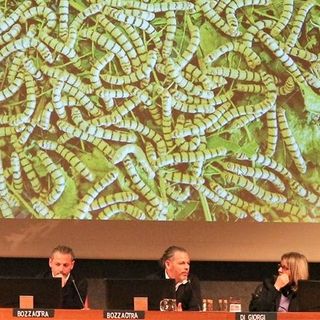 Prepariamoci a mangiare grilli e cavallette (FOTO E VIDEO)