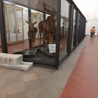 Nella primavera del 2020 riaprirà a Torino il Museo di Scienze Naturali