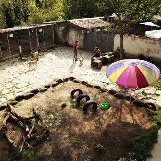 Cerchi una pensione per il tuo amico a quattro zampe o ne vuoi adottare uno? A pochi chilometri da Torino c'è l'Oasi Alpignano Cerchi una pensione per il tuo amico a quattro zampe o ne vuoi adottare uno? A pochi chilometri da Torino c'è l'Oasi Alpignano