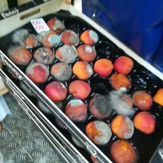 A Porta Palazzo la Municipale sequestra e distrugge 6 quintali di frutta ricoperta di muffa