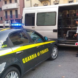 Commercio illegale di cuccioli di cane: la Guardia di Finanza intercetta un furgone al casello di Novara Est