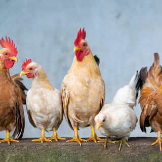 Galline in esposizione
