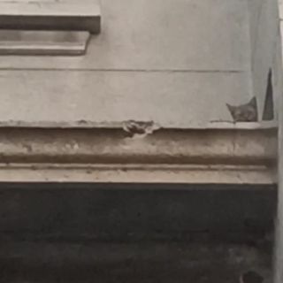 Gatti intrappolati da giorni nell'Astanteria Martini, gli animalisti: &quot;Nessuno interviene&quot;. Ma in serata due su tre sono stati messi in salvo