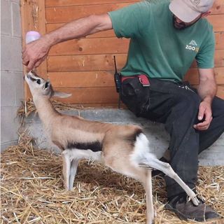 Summer baby boom al bioparco Zoom Torino