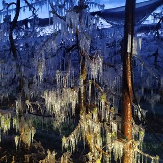 Maltempo, Coldiretti: &quot;Le basse temperature mettono a dura prova la frutta Made in Piemonte&quot;