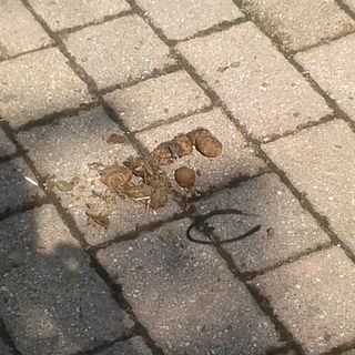 Giardini di via Anglesio, scarsa pulizia e vandalismo: “Da anni richiediamo controlli, ma sembra non interessi a nessuno”