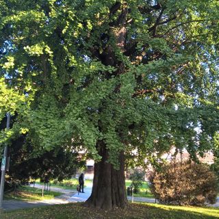 Grugliasco, un rap scritto dai bambini per festeggiare il Ginko Biloba e concludere il viaggio intorno all’albero ultracentenario [FOTO]
