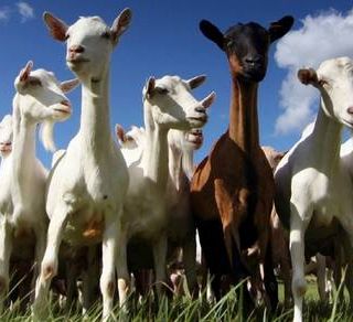 Scoperto all’Istituto Zooprofilattico di Torino il gene che salva gli allevamenti caprini dall’encefalopatia spongiforme