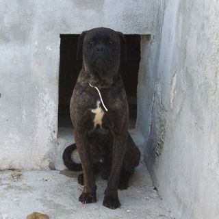 Due amici a quattro zampe che cercano casa