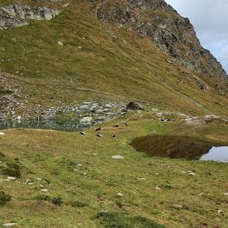 Sette mucche muoiono cadendo in un dirupo nel Parco di Conca Cialancia