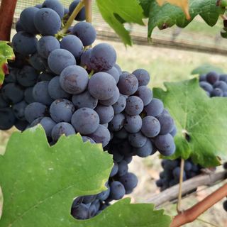 Terre del Barolo: ottima qualità dell’uva