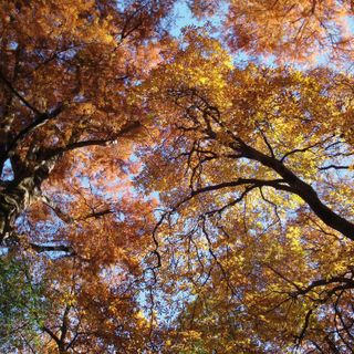 San Secondo di Pinerolo: Dolci mele al Castello di Miradolo