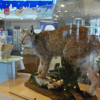 Nella Città Metropolitana esibita una lince imbalsamata: &quot;Vogliamo che i cittadini ammirino l'esemplare&quot;