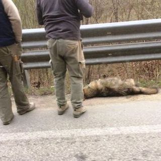 L'impatto contro un treno ha causato la morte del lupo ritrovato ad Oulx