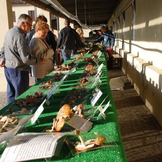 I segreti dei funghi in mostra al Borgo Medievale di Torino