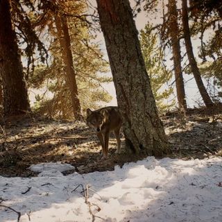 Arriva la seconda parte di Cinemambiente in Valchiusella 2020