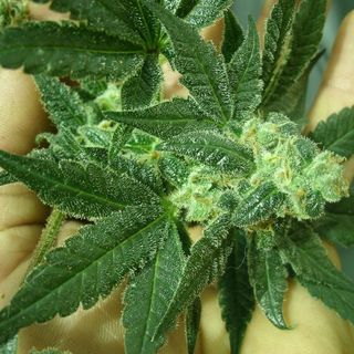 Suda copiosamente alla vista dei poliziotti: deteneva 26 grammi di marijuana